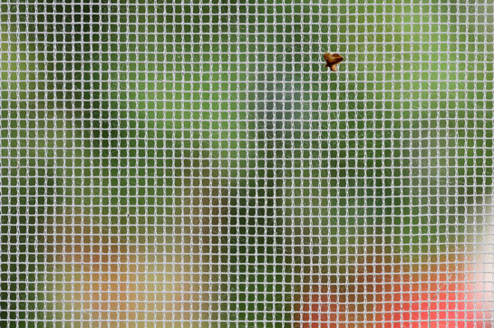hyönteisten suojaus hyönteisten suojaus